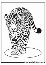 Leopards Reached sketch template