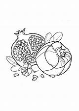 Coloring Pomegranate Pages sketch template