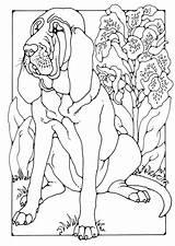 Bracco Kleurplaat Dogo Bluthund Bloedhond Malvorlage Bloodhound Hubert Chien Colour Herunterladen sketch template