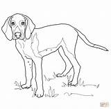 Coloring Pages Foxhound Weimaraner Hound American Fox Printable Dog Dogs Coonhound Drawing Color English Kids sketch template