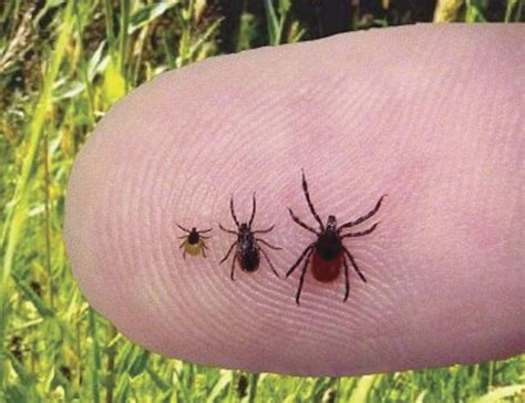 Lyme Disease Experts Warn Against Outdated Diagnosis Treatment