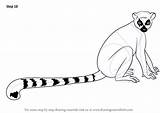 Lemur Tailed Ring Draw Drawing Step Drawings Drawingtutorials101 Animal Lemurs Tutorials Line sketch template