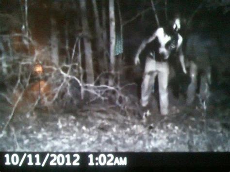 10 Trail Camera Photos That Cannot Be Explained Slapped Ham