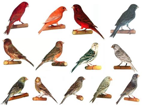 types  birds weneedfun