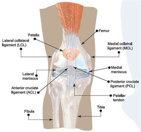 torn acl knee injury symptoms  treatment prevention