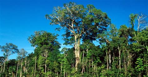 Árboles en peligro de extinción en colombia
