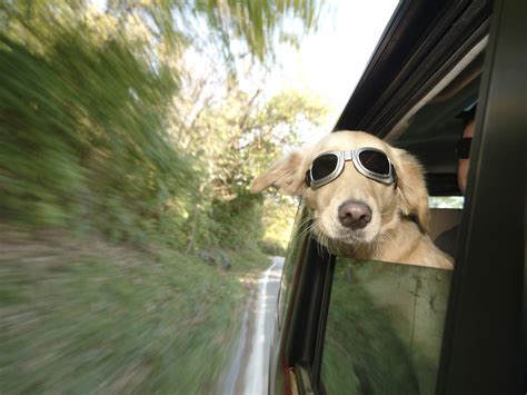 tales   dog catcher dogs riding  cars auto car moto