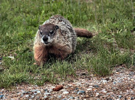 fun facts  groundhogs  groundhog   rodent   family   fish  wildlife
