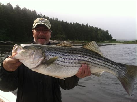 maine striper fishing charters reports hotline    kennebec