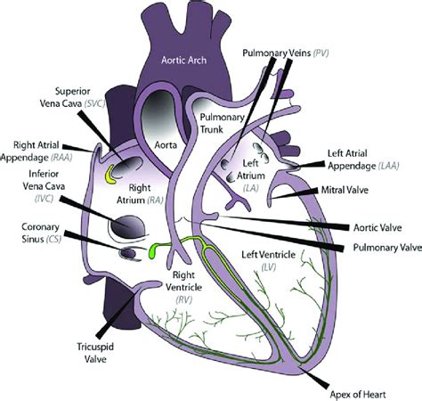 basic heart anatomy