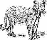 Puma Coloring Pages Cat Animals sketch template