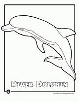 Endangered Coloring Dolphin sketch template