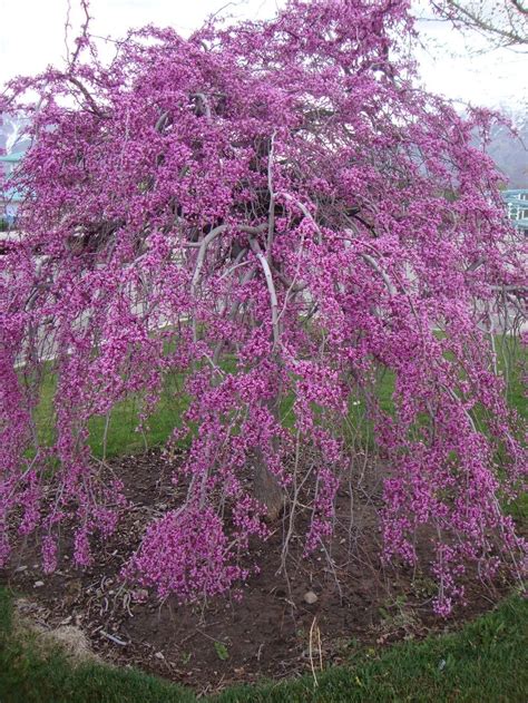 plant  entry  weeping eastern redbud cercis canadensis