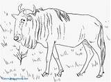 Wildebeest Coloring Getdrawings Pages sketch template
