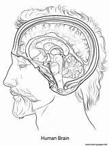 Brain Coloring Pages Human Printable sketch template