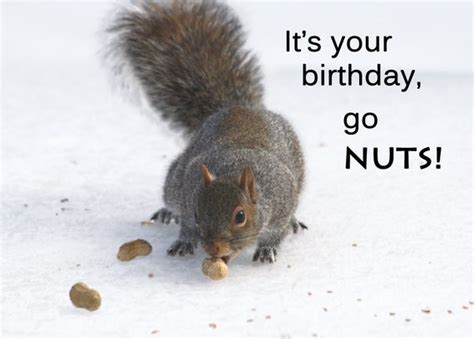 happy birthday card funny birthday cards squirrel birthday