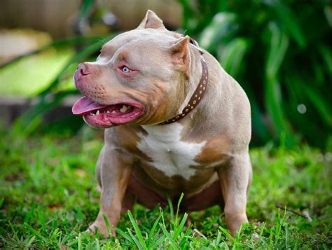 top pictures exotic bully puppies  sale   gottiline pitbull puppy breeders