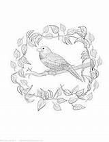 Coloring Pinscher Miniature Finch Drawing Getdrawings Pages Getcolorings sketch template