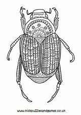 Insects Igcse Beetles Biology sketch template