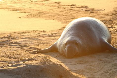 elephant seal december 2013 big sur california elephant seal