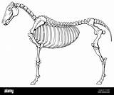 Skeleton Horse Equine Alamy Stock Resolution High Shopping Cart sketch template