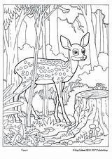 Fawn sketch template