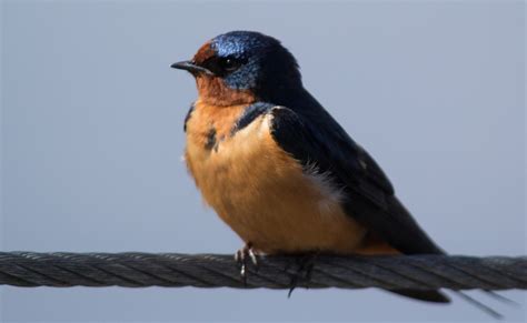 barn swallow — madison audubon