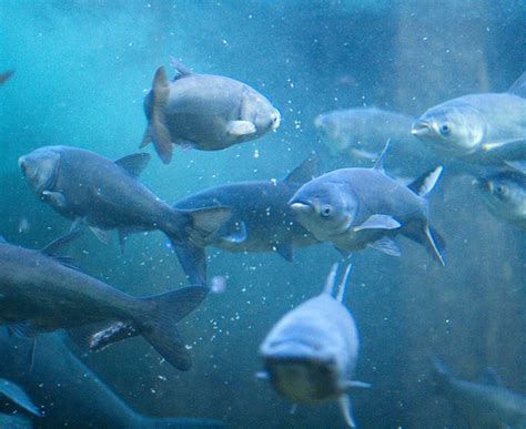 plans to prevent asian carp intrusion move forward wmeac