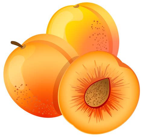 apricots clipart clipground