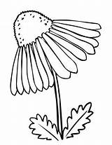 Echinacea Coloring Coneflower 05kb 400px Flower Drawing Search sketch template
