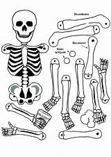 Skeleton Coloring Halloween Pages Getcolorings Color Printable sketch template