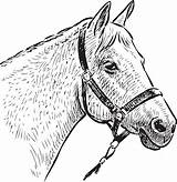 Horse Bridle Clipart Head Cavalo Cliparts Desenho Library Cabeca sketch template