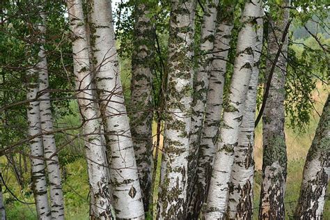 trees similar  birch progardentips