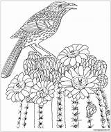 Cactus Wren Arizona State Saguaro Bird Flower Pages Blossom Coloring Online Color sketch template
