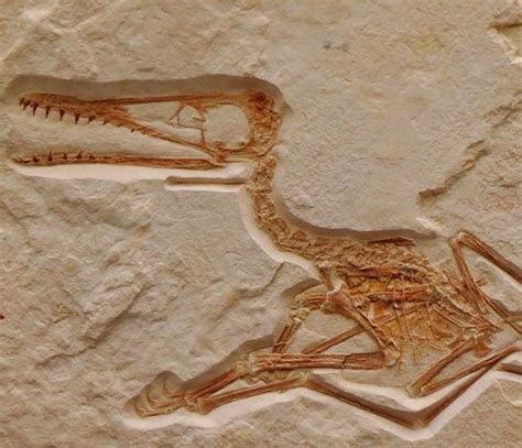 New Pterosaur Fossils Found In Africa Ask A Biologist