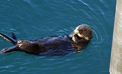 sea otters back to full strength in alaska s prince william sound the
