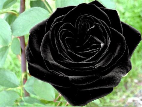 beautiful black rose vitalcute