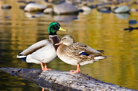 species profile anas platyrhynchos mallard wild duck greenhead