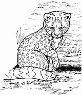 Coloring Cheetah Pages Print Printable Baby Kids Animal Color Cat Cute Animals Cub Cheetahs Sheets Drawing Adult Colouring Supercoloring Cool sketch template