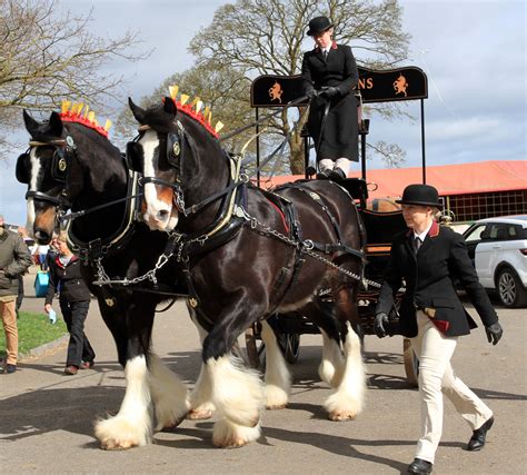magnificent shire  dray trot  stafford  promote worlds
