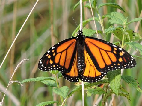 monarch butterfly danaus plexippus natureworks