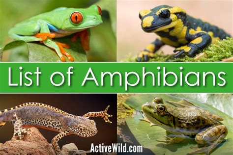 list  amphibians  pictures facts examples  amphibian species