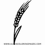 Barley Cebada Ultracoloringpages sketch template