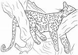 Cheetah Pages sketch template