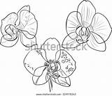 Orchids sketch template