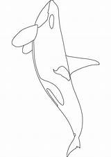 Orca Coloring Pages Whale Killer Baby Kids Drawing Printable Sperm Template Realistic Print Children Drawings Orcas Outline Activity Beluga Draw sketch template