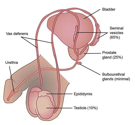 male reproductive anatomy and relative contributions of