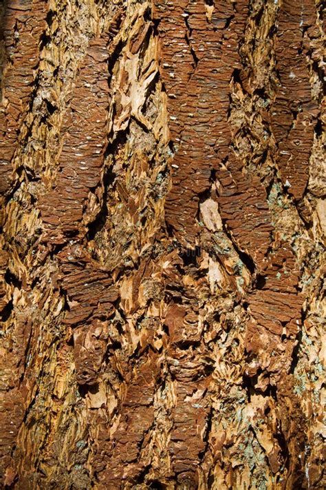 bark  pseudotsuga menziesii commonly   douglas fir stock photo image  menziesii