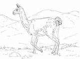 Guanaco Coloring Pages Realistic Supercoloring Animal Animals Printable Categories Zoo Category sketch template