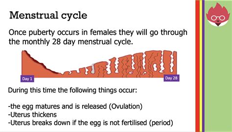 Aqa Gcse Biology Hormones In Human Reproduction Teaching Resources